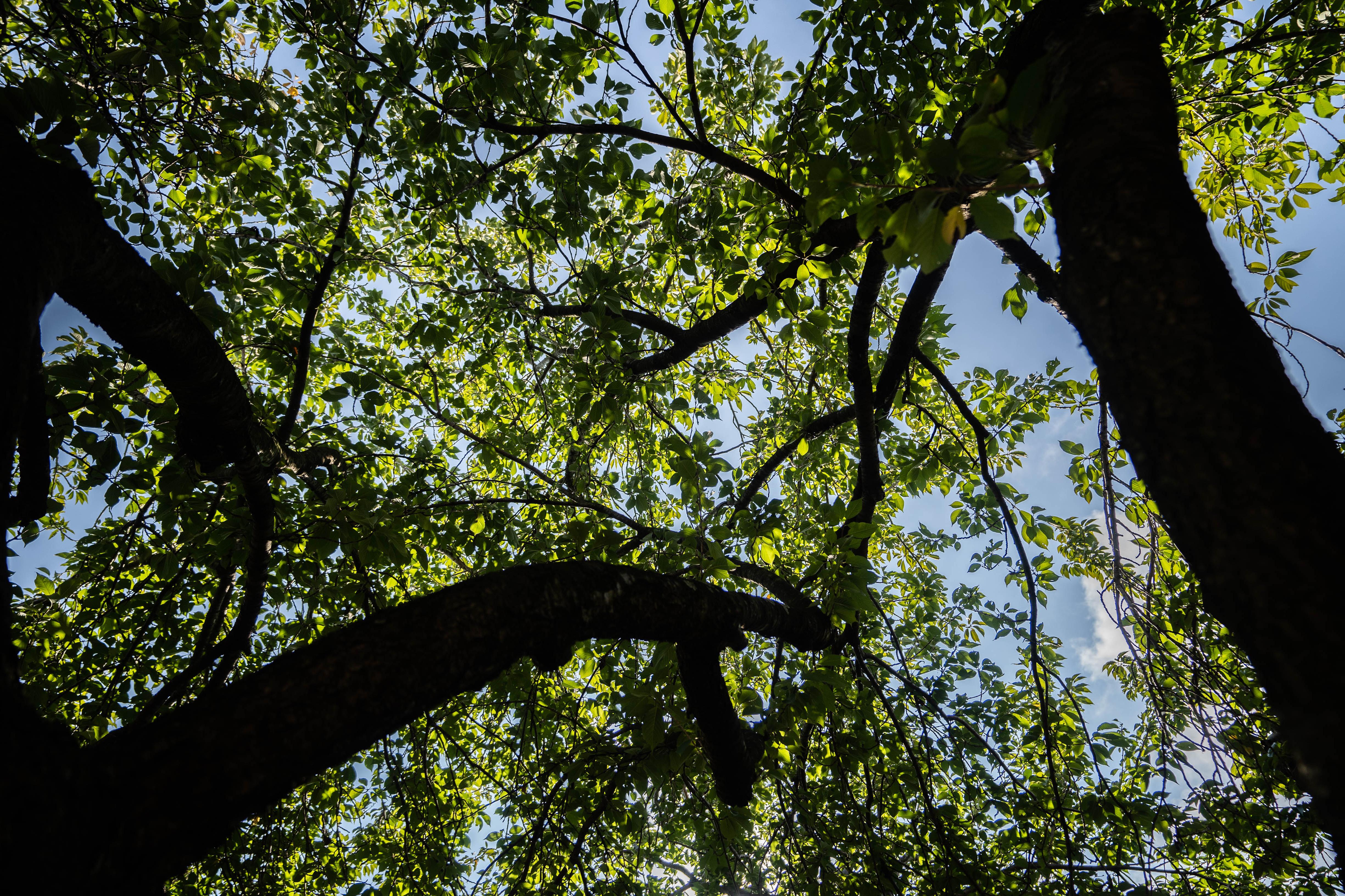 Trees on campus